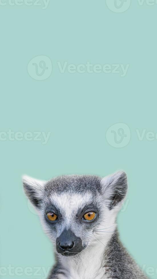 Cover page with portrait of funny ring-tailed Madagascar lemur enjoying summer, close up, details, copy space background. Concept biodiversity and wildlife conservation. photo