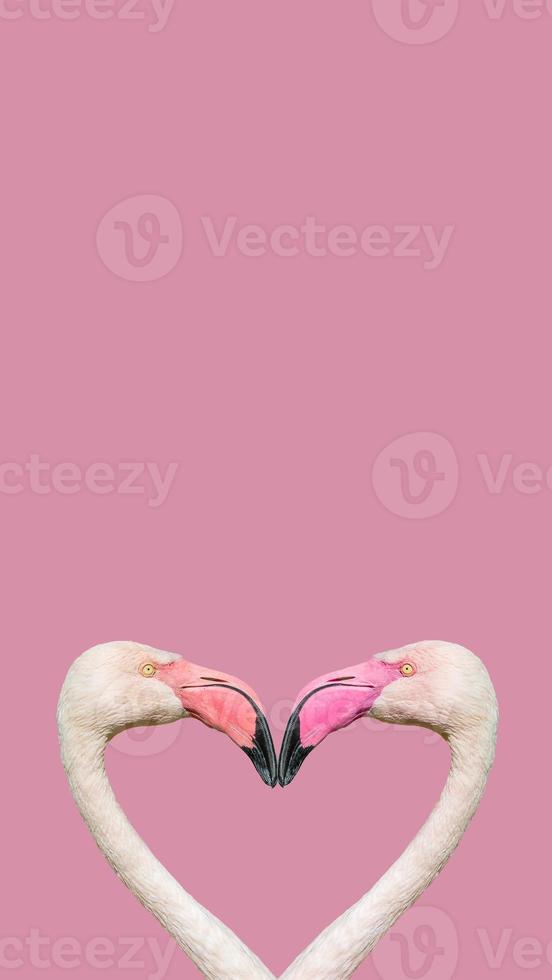 Cover page with two rosy flamingos forming a heart shape with their heads and necks isolated at smooth light pink or rosy background with copy space, closeup, details. Love and glamour concept photo