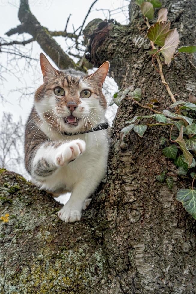 Portrait of a big cute domestic cat climbed on the tree top branch watching down. photo