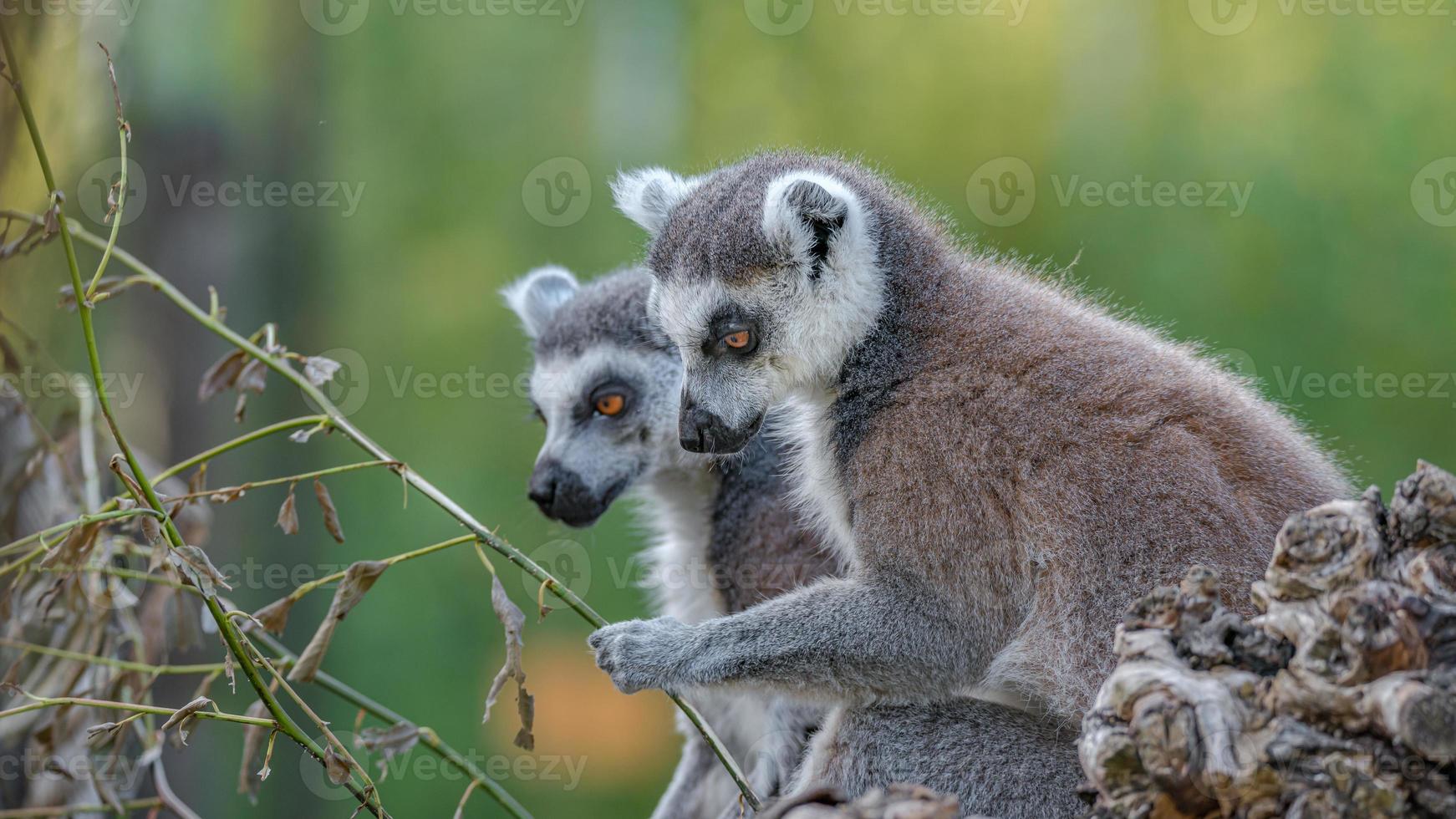 retrato de dos divertidos lémures de madagascar de cola anillada disfrutando del verano, de cerca, detalles. concepto de biodiversidad y conservación de la vida silvestre. foto