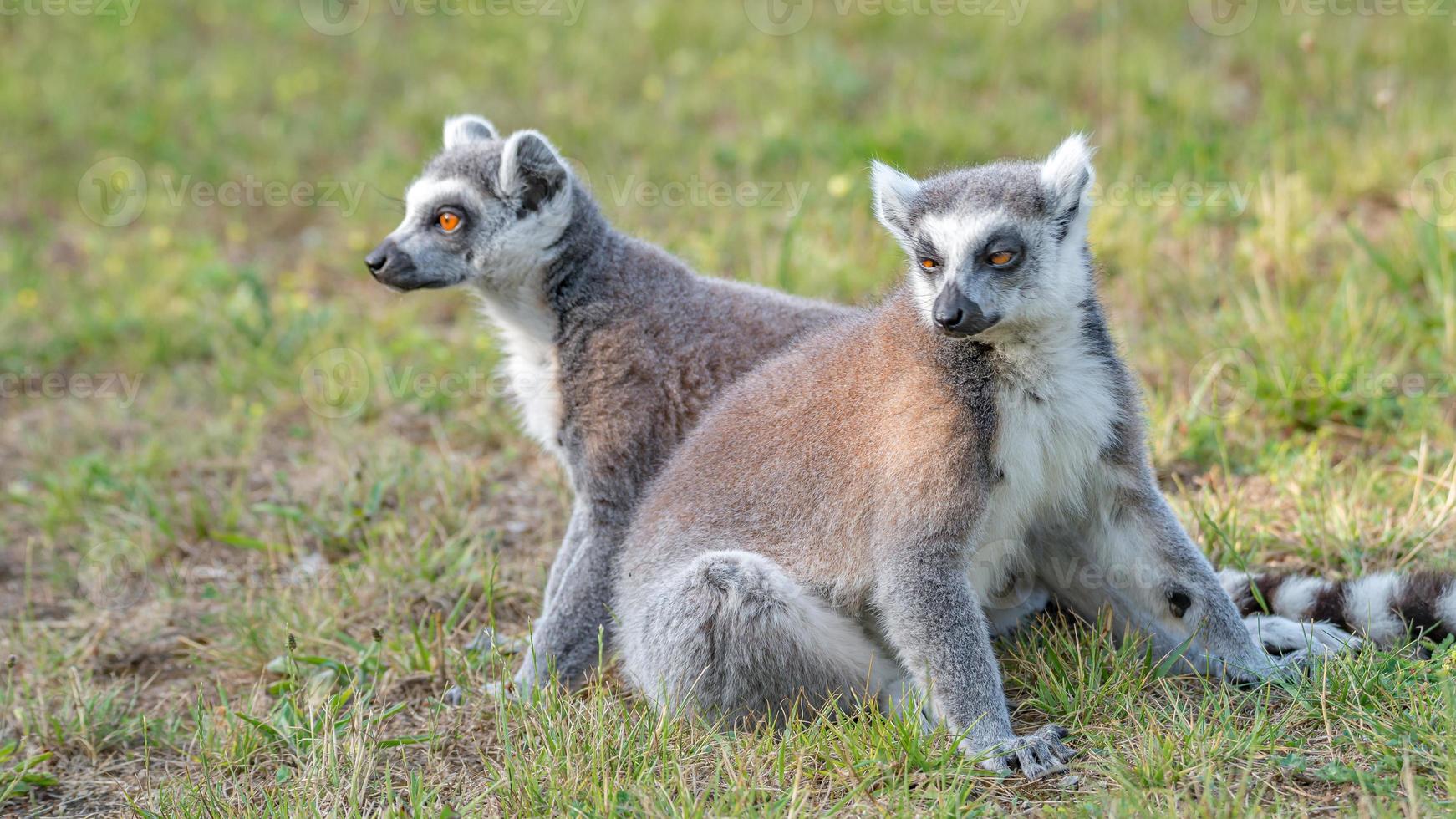 Portrait of two funny ring-tailed Madagascar lemurs enjoying summer, close up, details. Concept biodiversity and wildlife conservation. photo