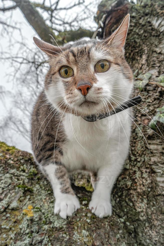 Portrait of a big cute domestic cat climbed on the tree top branch watching down. photo