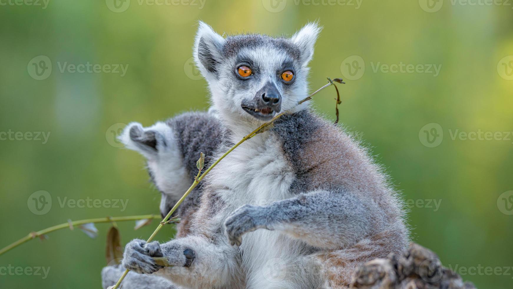 retrato de dos divertidos lémures de madagascar de cola anillada disfrutando del verano, de cerca, detalles. concepto de biodiversidad y conservación de la vida silvestre. foto