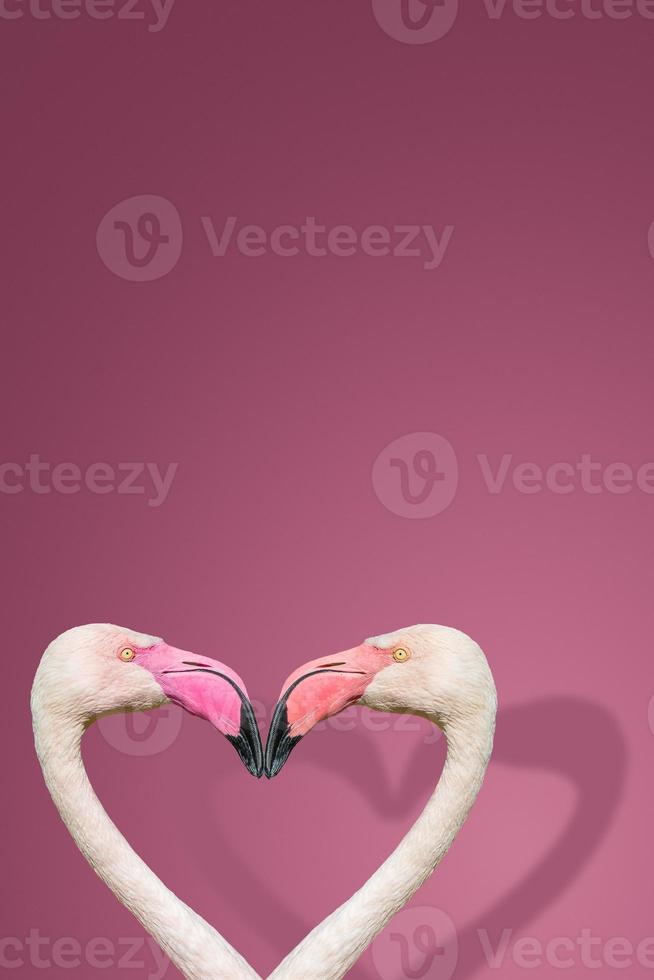 Cover page with two rosy flamingos forming a heart shape with their heads and necks isolated with shadows at gradient rosy background with copy space. Love, dating and glamour concept. photo