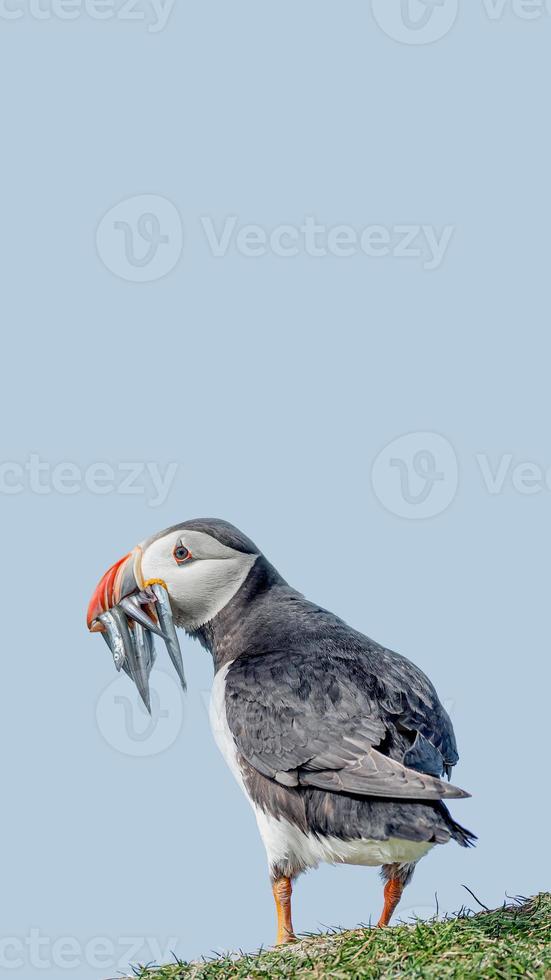 Cover page with seabird North Atlantic puffin holding herring fish in its beak at Faroe island Mykines, at blue sky solid background with copy space. Concept of biodiversity and wildlife conservation photo