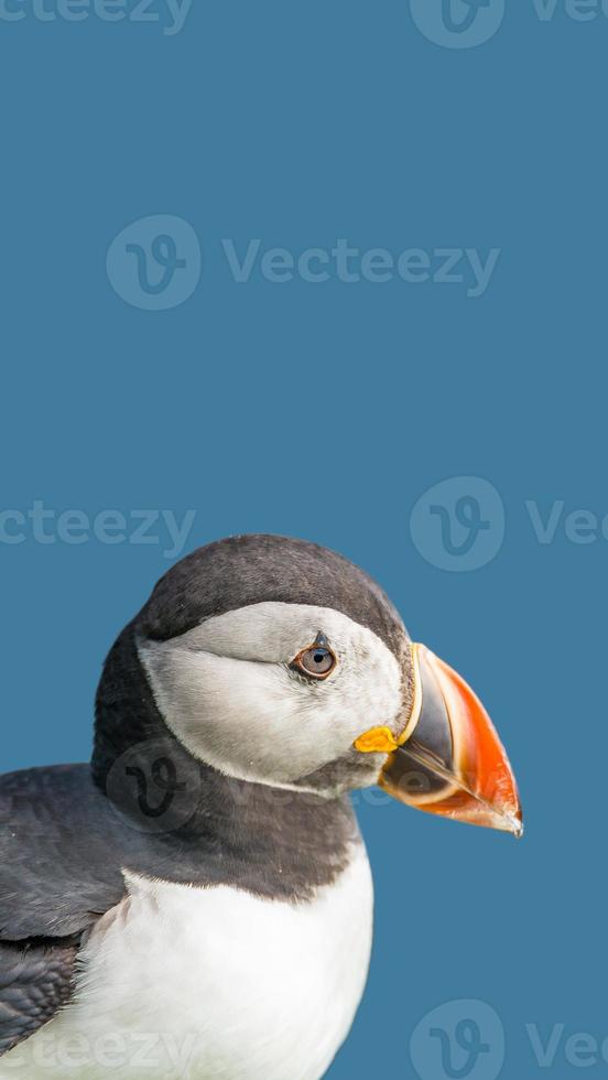 Cover page with seabird North Atlantic puffin at Faroe island Mykines, at blue sky solid background with copy space. Concept of biodiversity and wildlife conservation. photo