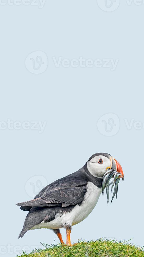 Cover page with seabird North Atlantic puffin holding herring fish in its beak at Faroe island Mykines, at blue sky solid background with copy space. Concept of biodiversity and wildlife conservation photo