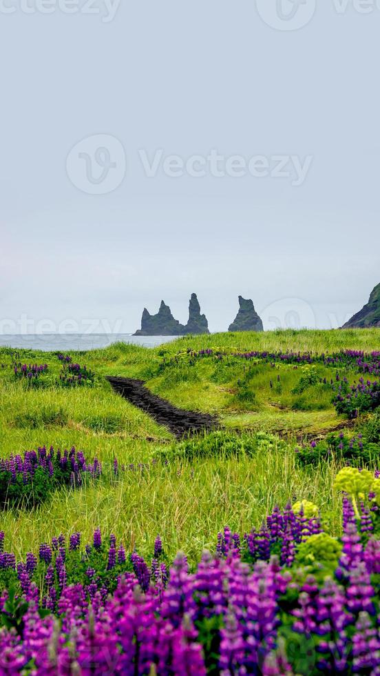 portada con vista de pilas de basalto, pilares reynisdrangar en la playa de arena negra cerca de vik y flores de lupino violeta y rosa, islandia del sur, verano, fondo del espacio de copia del cielo azul lluvioso foto