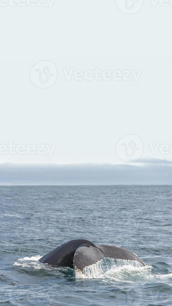 Cover page with a tail of a humpback whale during whale watching safari in Iceland, summer, with blue sky solid background with copy space. Concept of biodiversity and wildlife conservation. photo