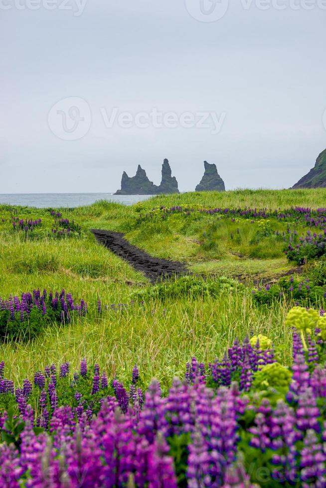 View of basalt stacks, pillars Reynisdrangar at black sand beach near Vik and violet and pink lupine flowers, South Iceland, summer, rainy blue sky. photo