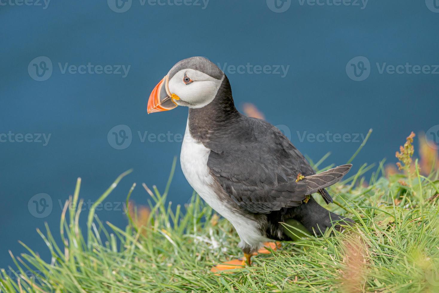 Rookery of North Atlantic puffins at Faroe island Mykines, late summer time, closeup, details photo