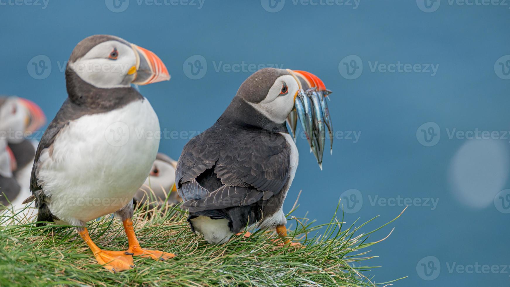 North Atlantic puffin with herring fish in its beak at Faroe island Mykines, late summer, closeup, details photo