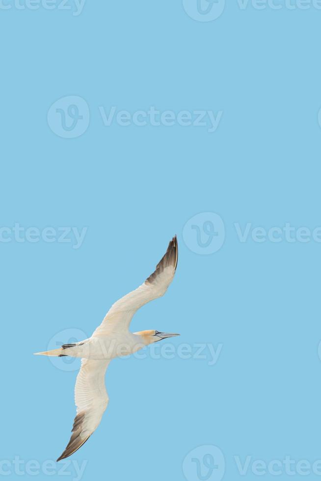 Flying Northern Gannet with big wings in Atlantic ocean at solid blue sky background with copy space. Concept freedom, earth, and nature. photo
