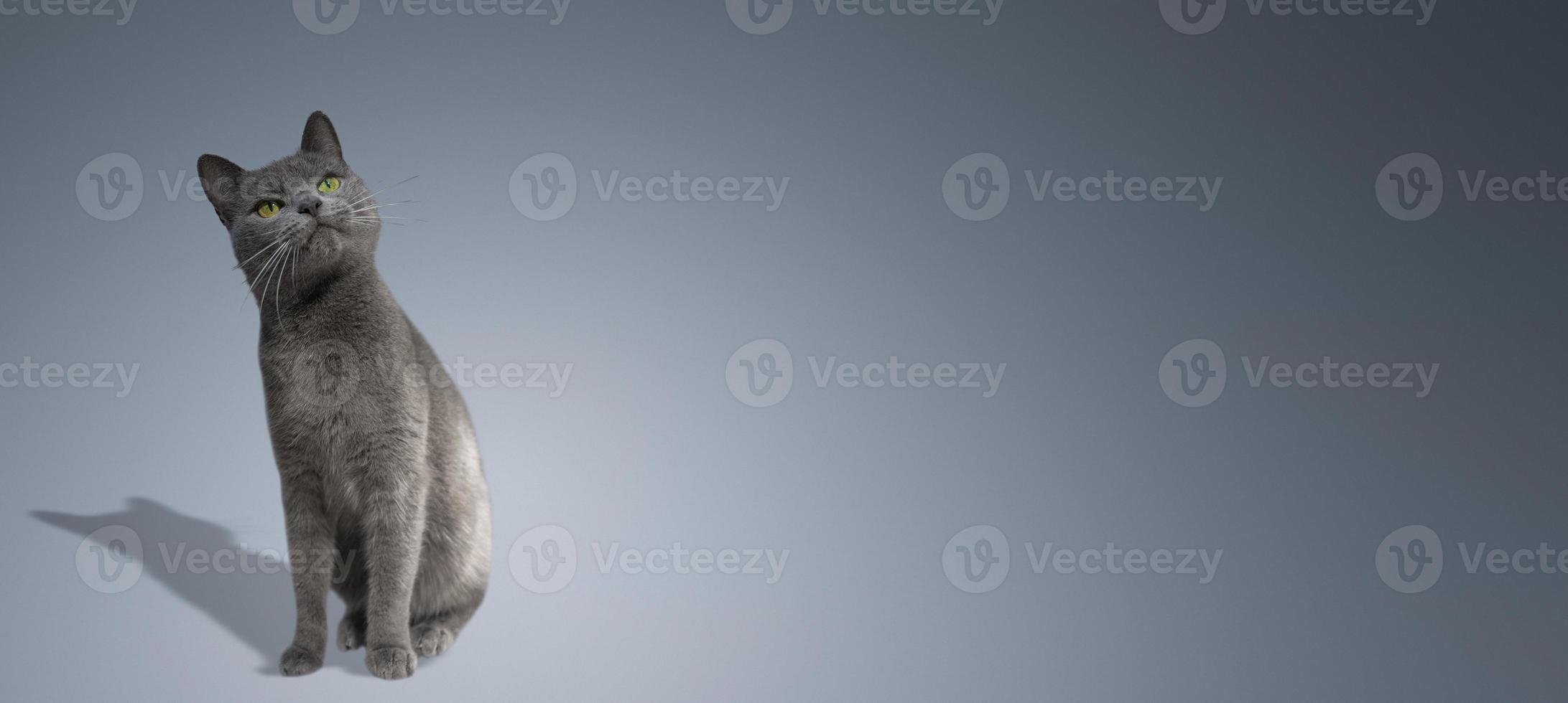 Banner with portrait of a cute domestic cat, gray Russian Blue breed female with greenish eyes looking up and dreaming, with shadow, closeup, at blue gray gradient background with copy space. photo