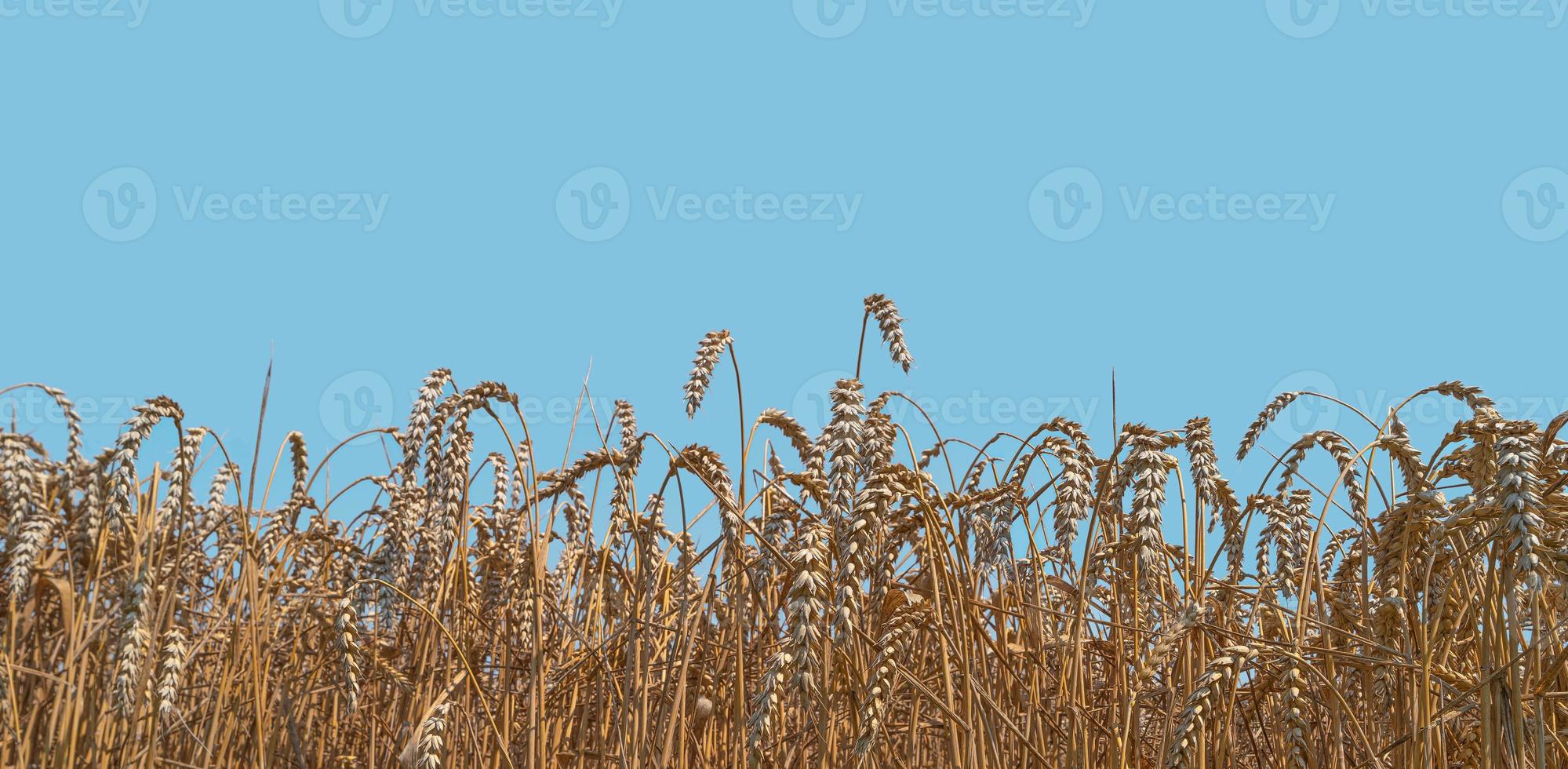 Banner with beautiful farm landscape of wheat crops in late Summer with deep blue sky at sunny day with copy space. Concept of food and agriculture. photo