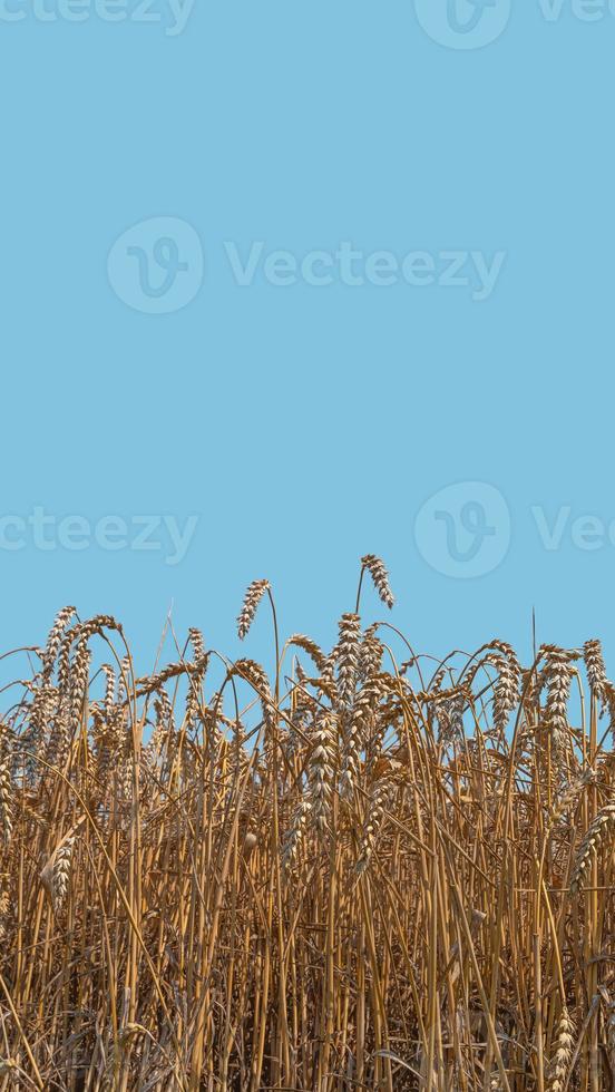 Cover page with beautiful farm landscape of wheat crops in late Summer with deep blue sky at sunny day with copy space. Concept of food and agriculture. photo
