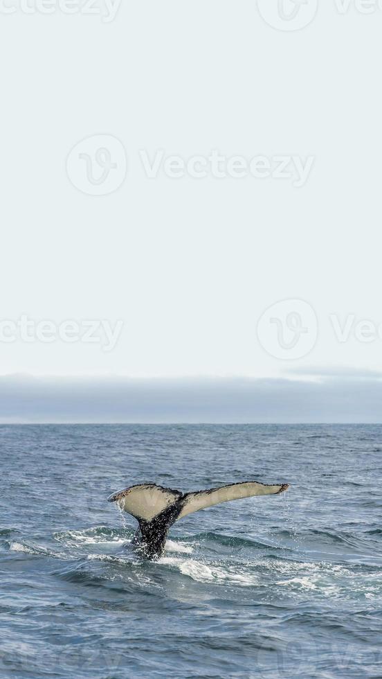 Cover page with a tail of a humpback whale during whale watching safari in Iceland, summer, with blue sky solid background with copy space. Concept of biodiversity and wildlife conservation. photo