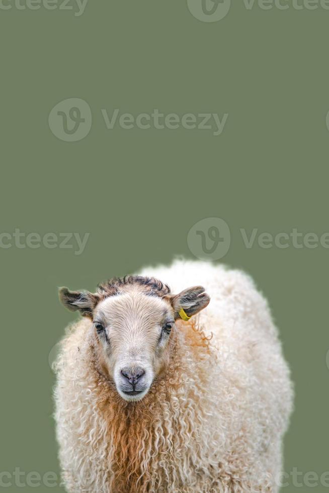 Cover page with Icelandic sheep at green solid background with copy space, Iceland, summer, closeup. Concept of sheep wool production industry. photo