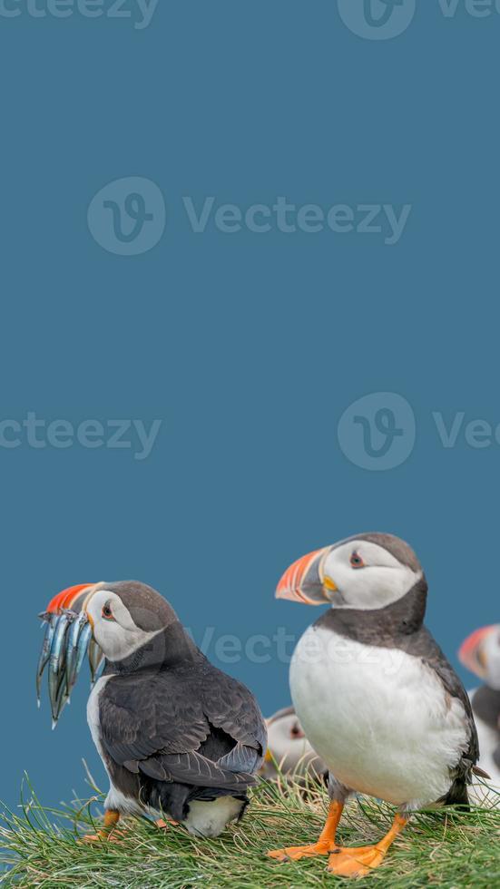 Cover page with seabird North Atlantic puffins holding herring fish in its beak at Faroe island Mykines, at blue sky solid background with copy space. Concept of biodiversity and wildlife conservation photo