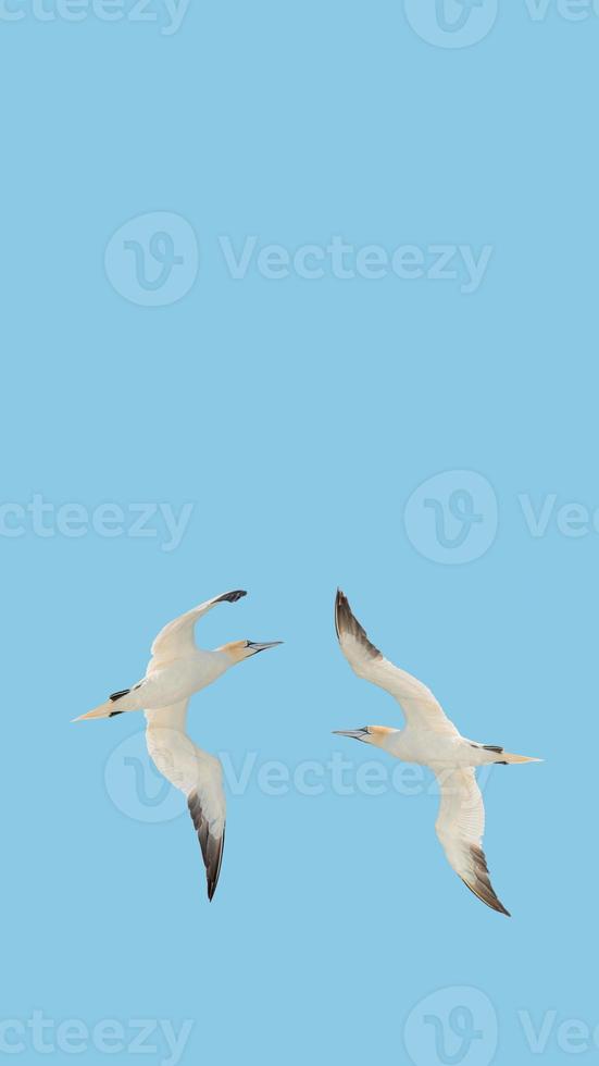 Cover page with a pair of Northern Gannets dancing in blue sky at solid background with copy space. Concept freedom, love, earth, and nature. photo