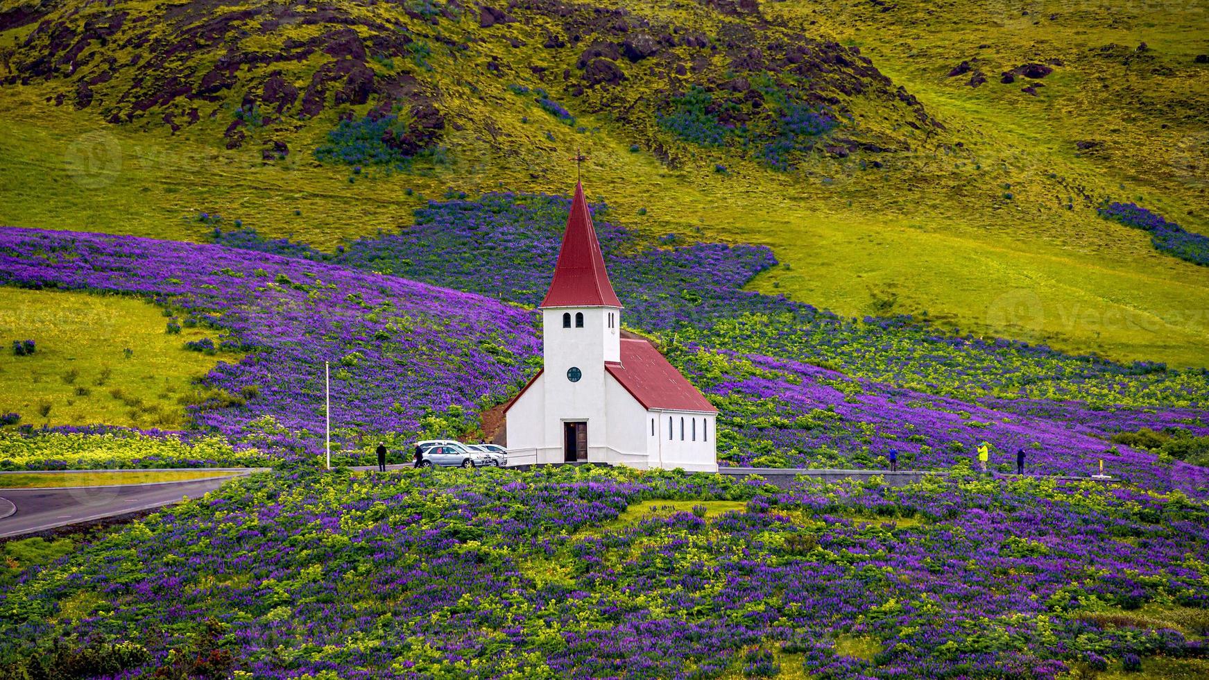 Lonely Lutheran Myrdal church surrounded by violet and pink lupine and yellow meadow flowers at Vik town, South Iceland, at summer sunny day with many visitors and tourists. photo