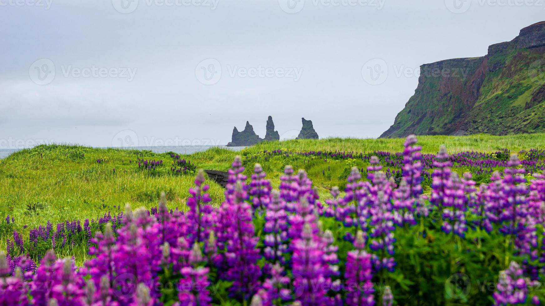 View of basalt stacks, pillars Reynisdrangar at black sand beach near Vik and violet and pink lupine flowers, South Iceland, summer, rainy blue sky. photo