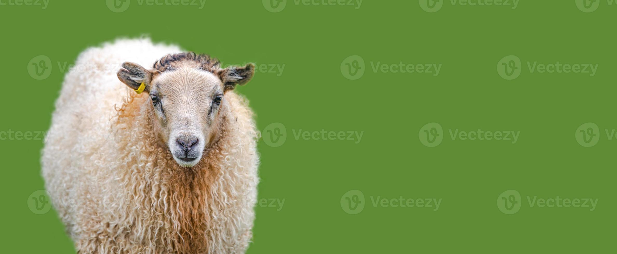 Icelandic sheep at green solid background with copy space, Iceland, summer, closeup. Concept of sheep wool production industry. photo