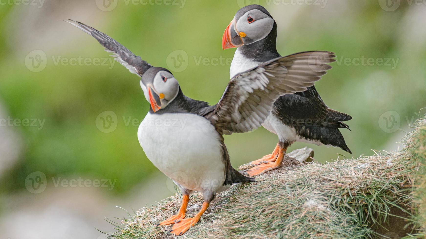 Rookery of North Atlantic puffins at Faroe island Mykines, late summer time, closeup, details photo