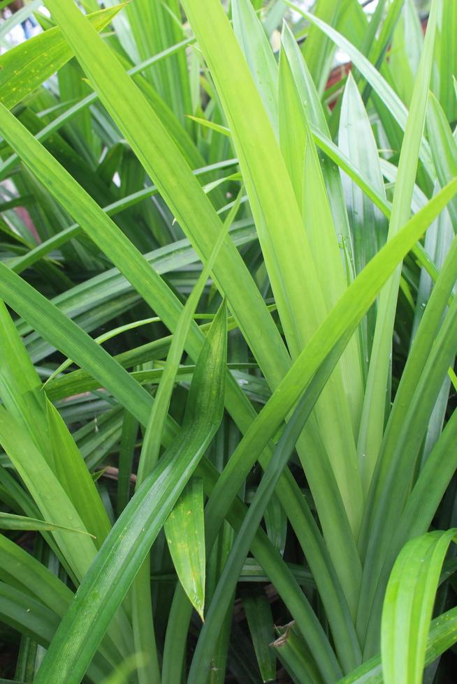 pandan leaves thrive photo