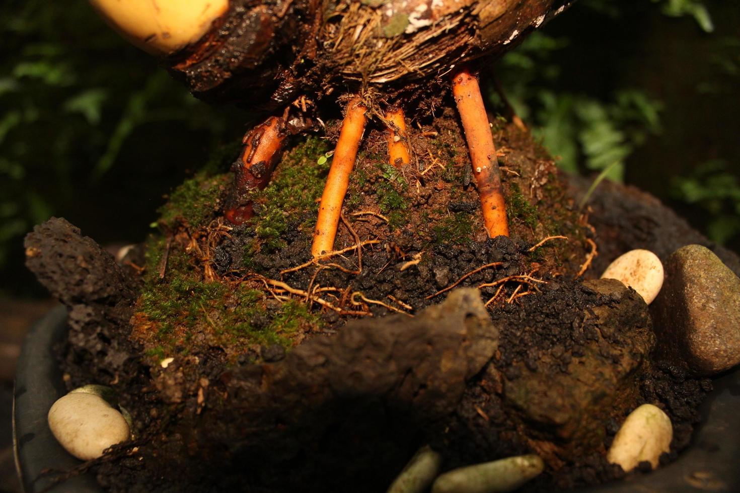 coconut root and soil photo