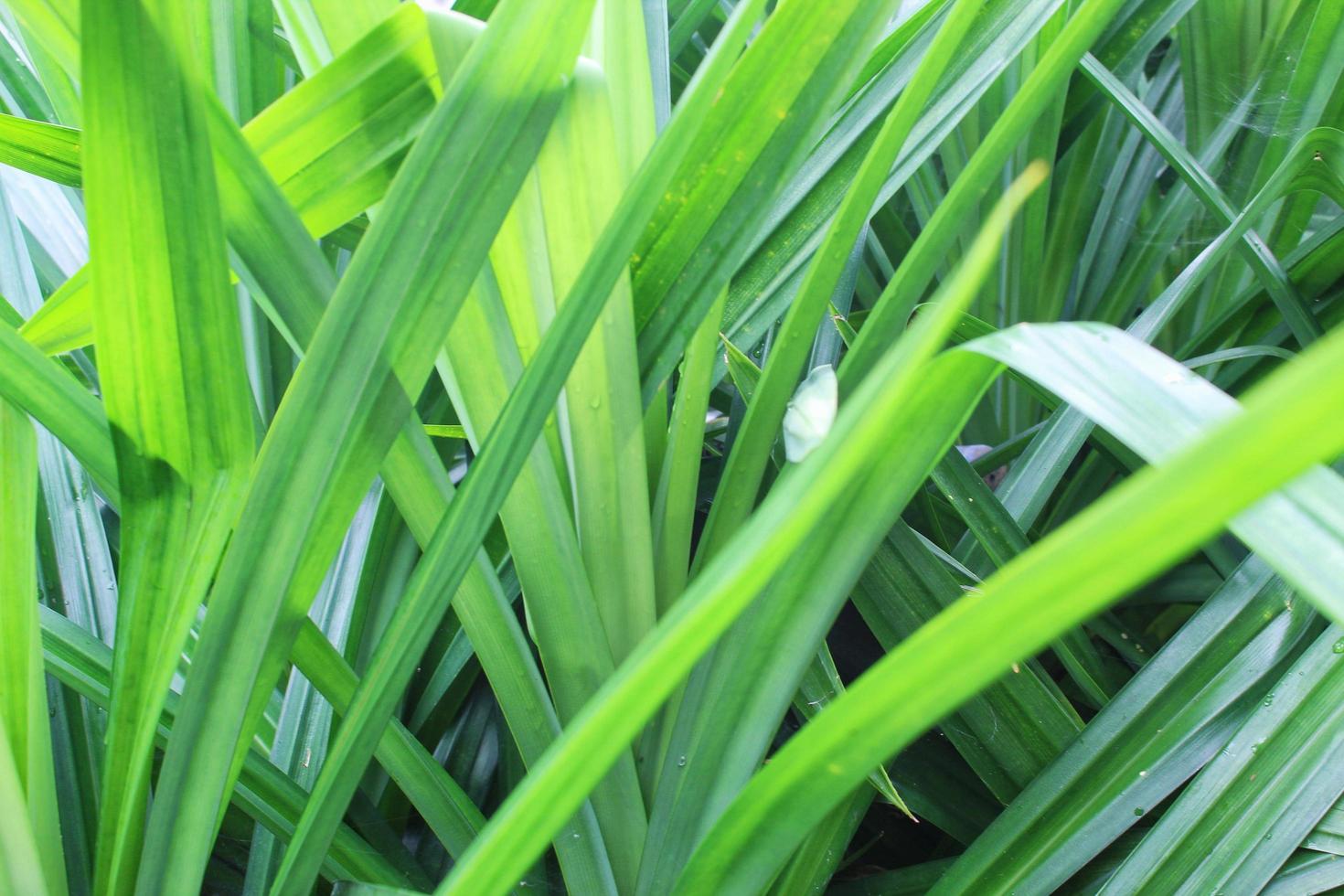 Green Pandan Leaves photo