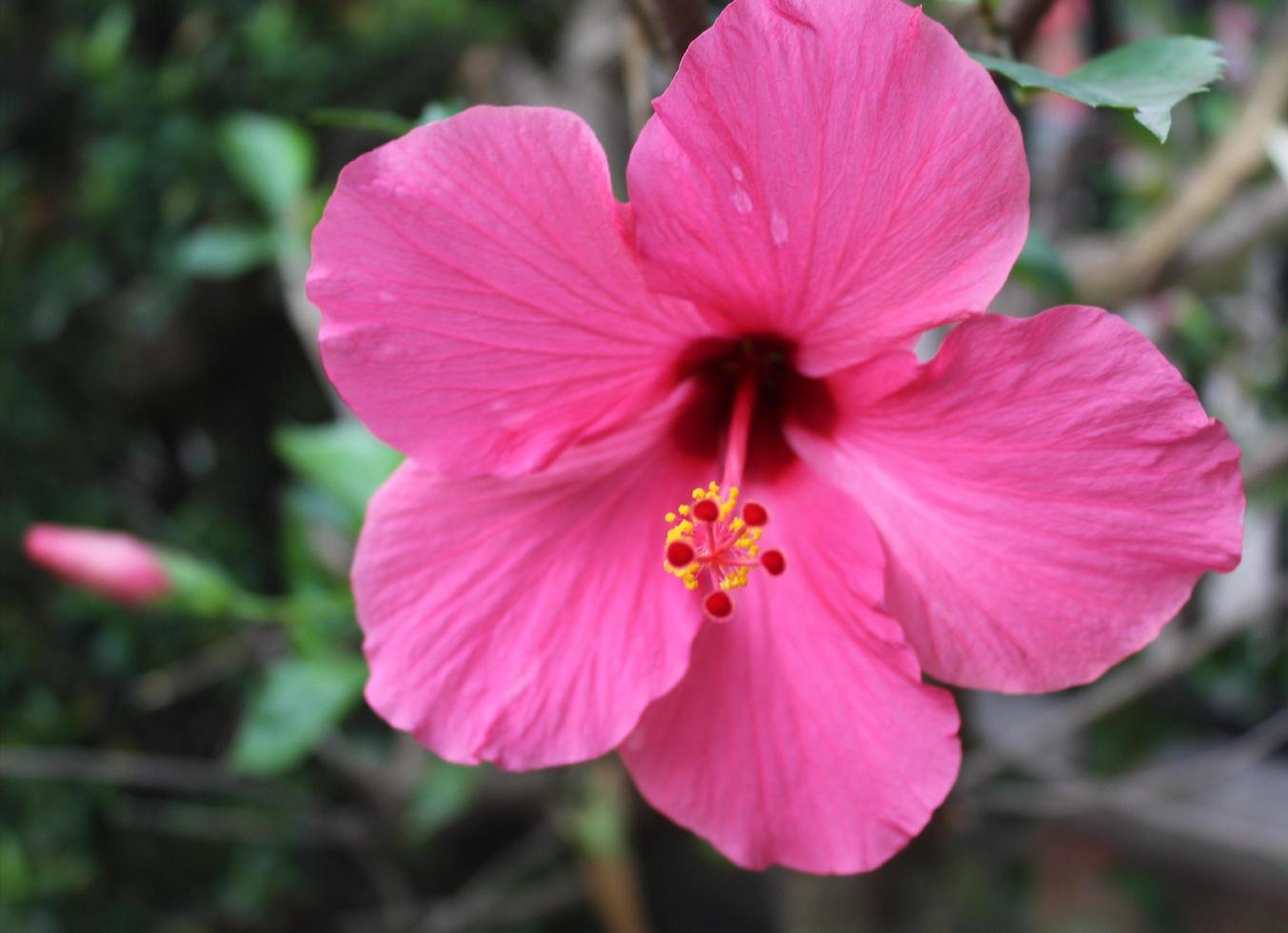 red shoe flower photo