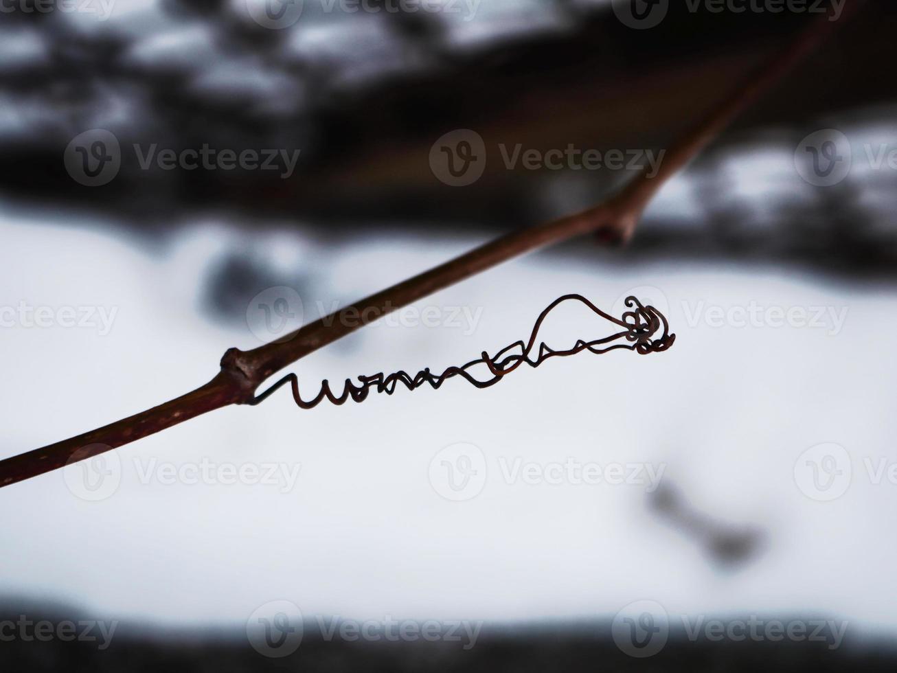 Wild grape vine spiraled and curled on dry branch in winter photo