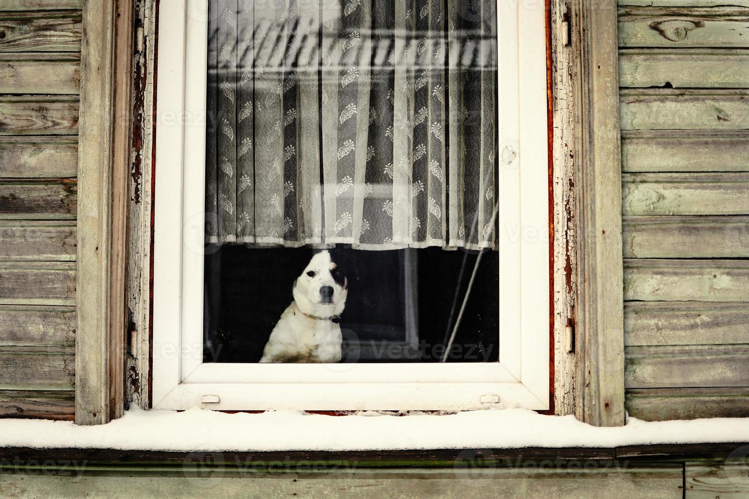 Dog looking out the window of wooden house with light curtain and white frame in winter photo