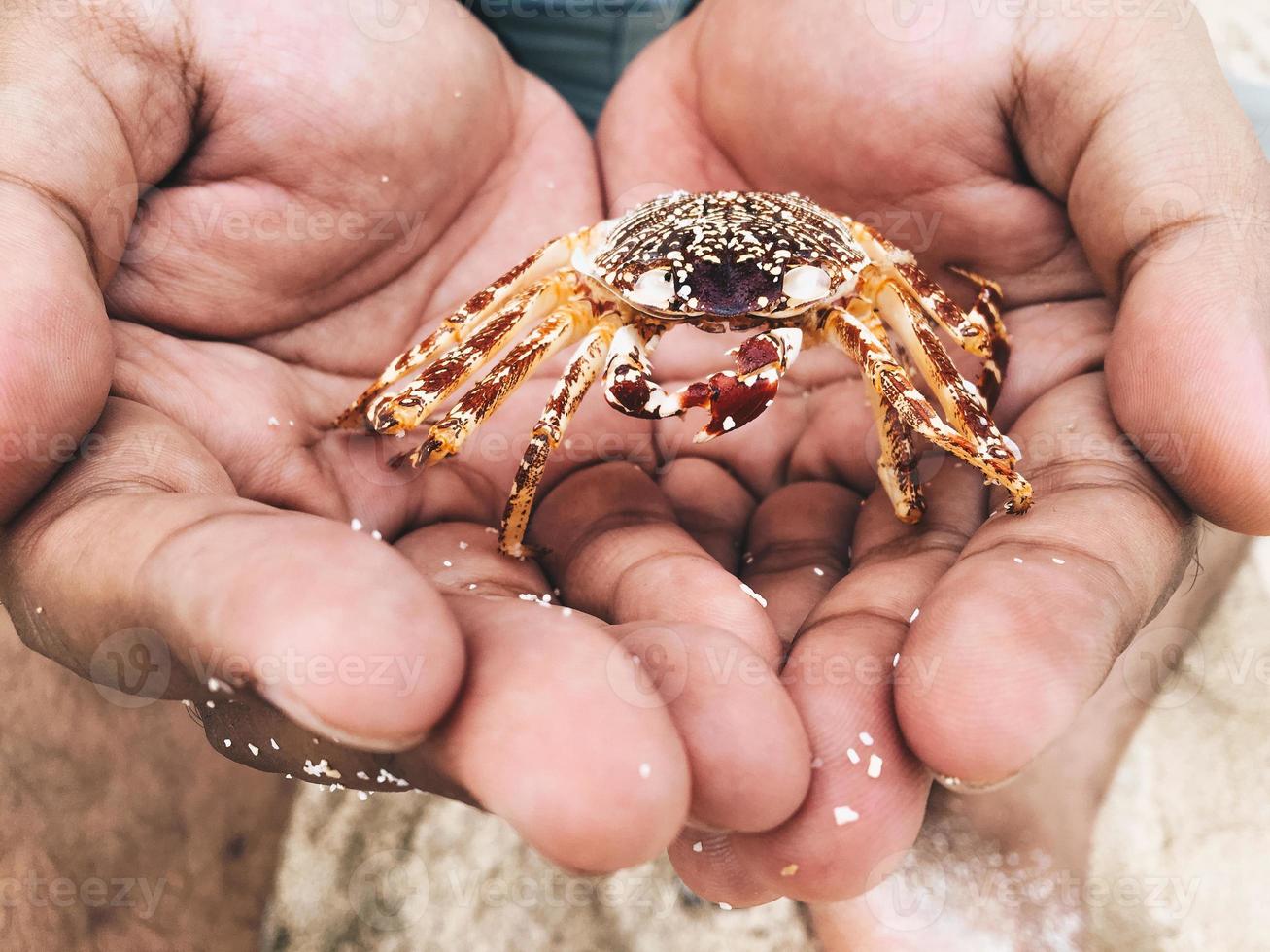 Close up of dead and damaged crab on the rock beach with flies in the body photo