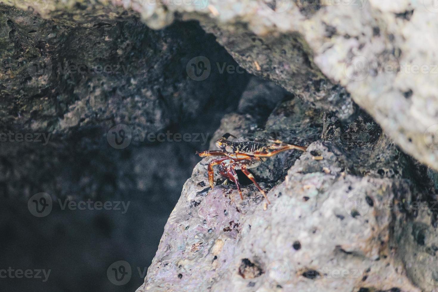 el cangrejo de mar vivo escondido en la roca en la playa en indonesia. foto