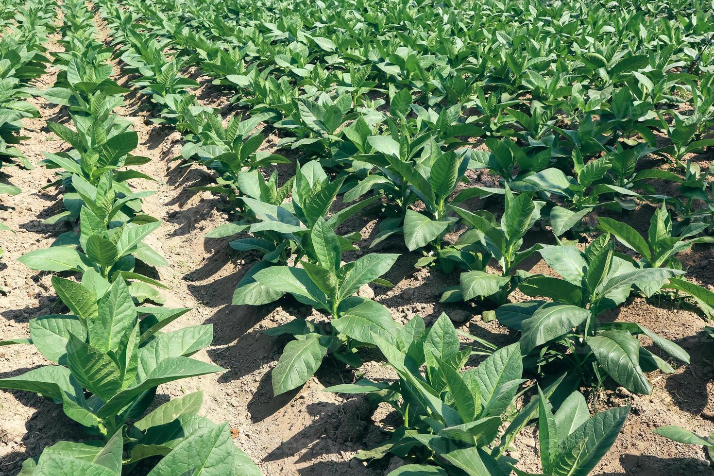 View of young green tobacco plant in field at Indonesia photo