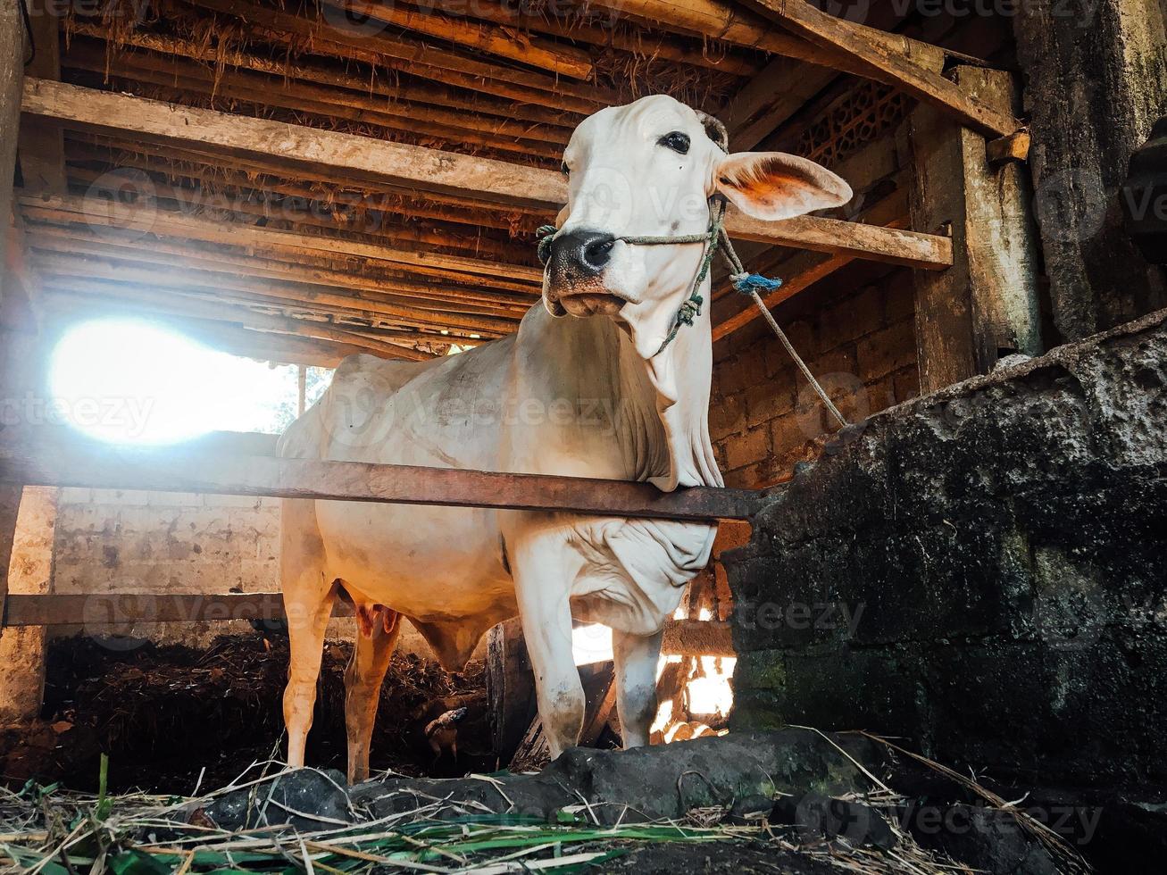Ongole Crossbred cattle or Javanese Cow or White Cow in traditional farm, Indonesia. Traditional livestock breeding. photo