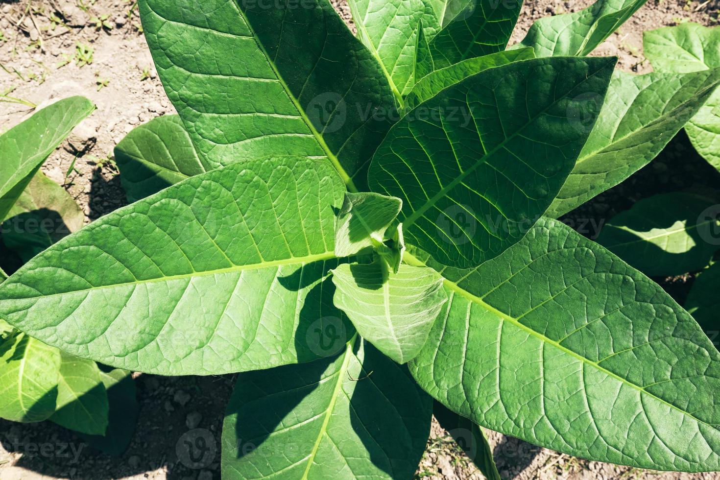 View of young green tobacco plant in field at Indonesia photo