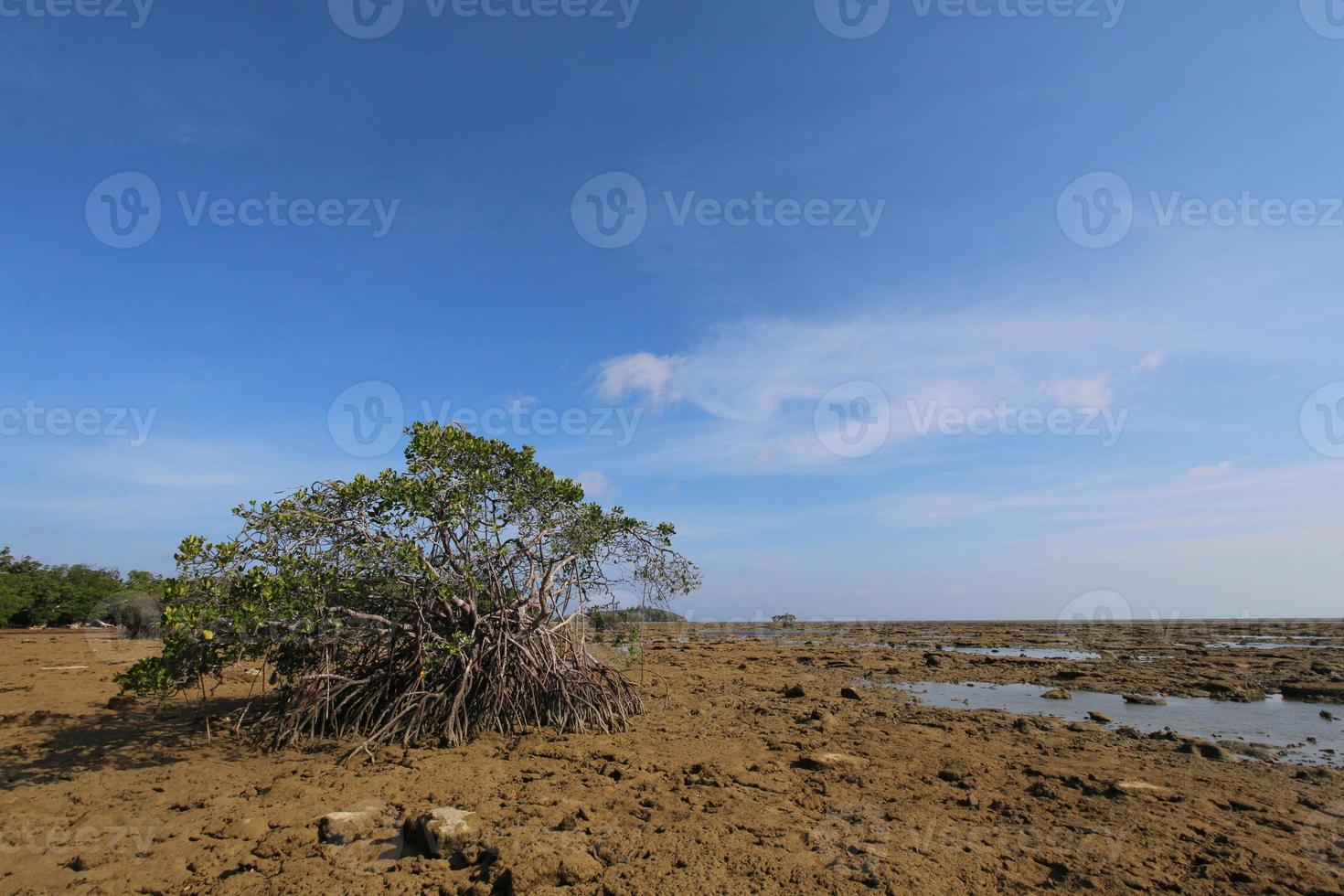 marea del mar en los bosques de manglares en indonesia foto