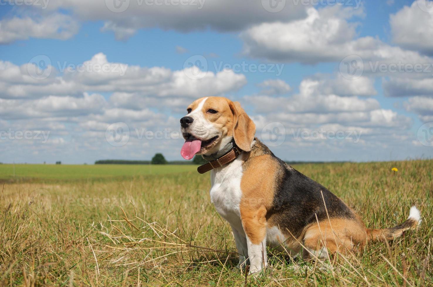 bello retrato de un beagle sobre un fondo de nubes blancas foto