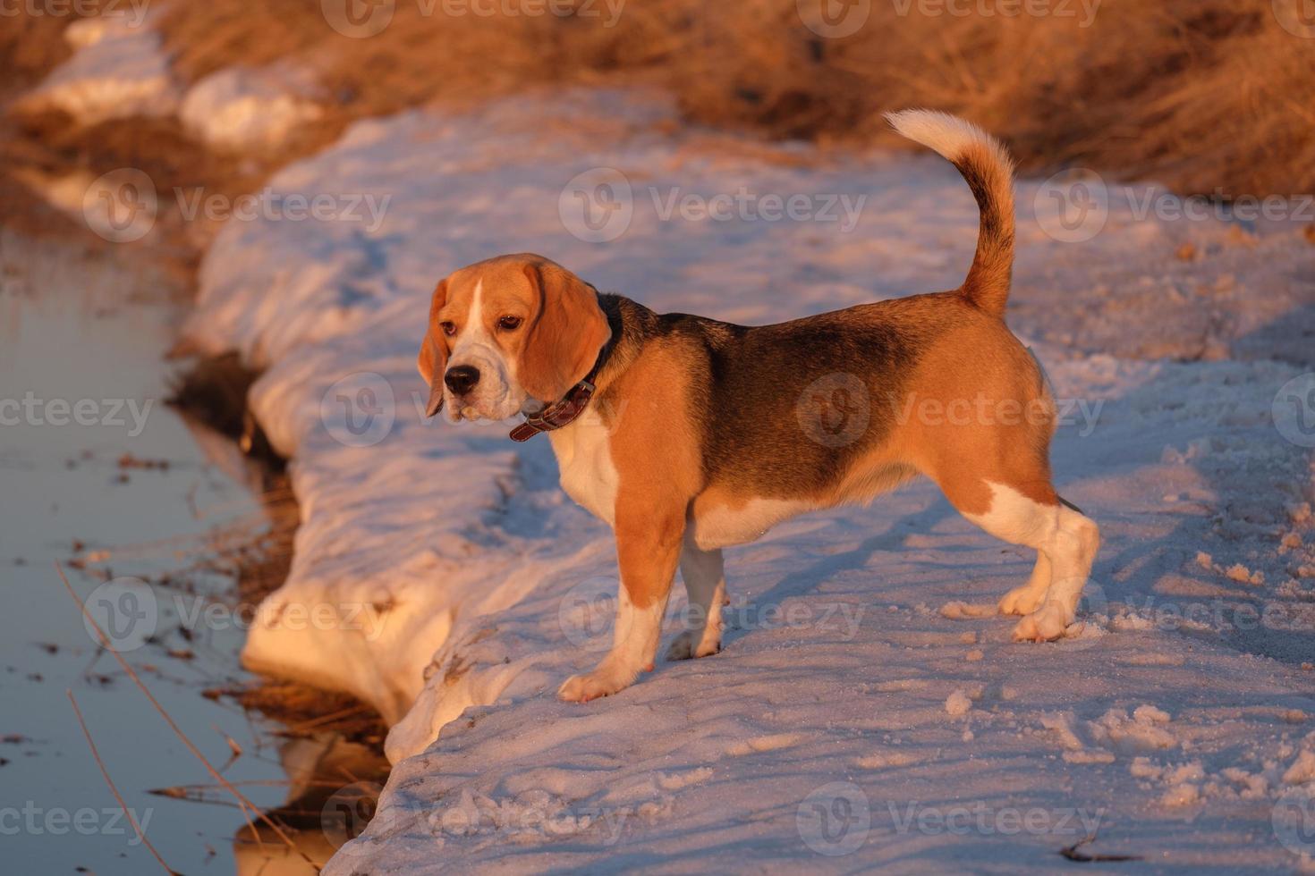 Beagle dog during duck hunting photo