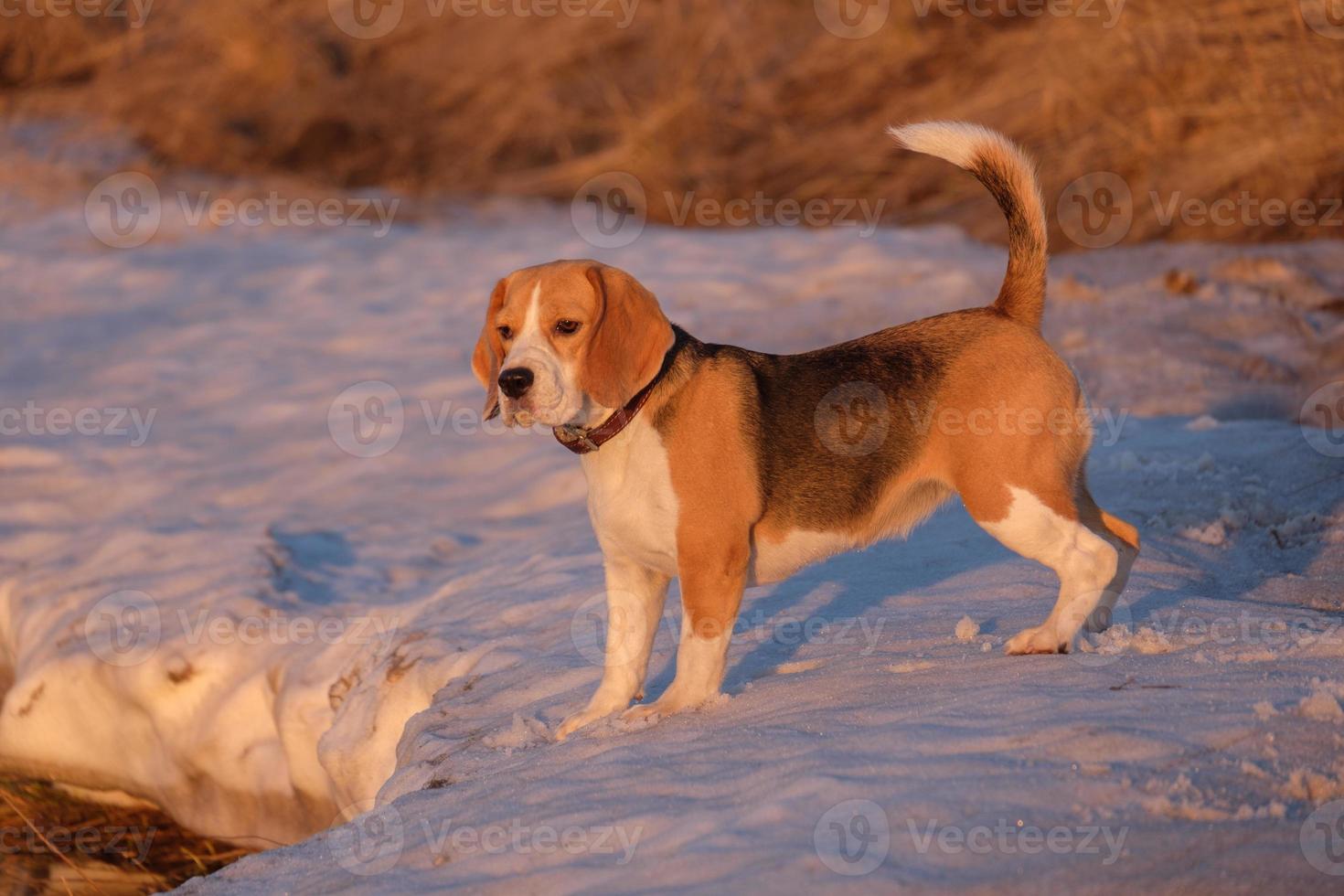 perro beagle durante la caza de patos foto