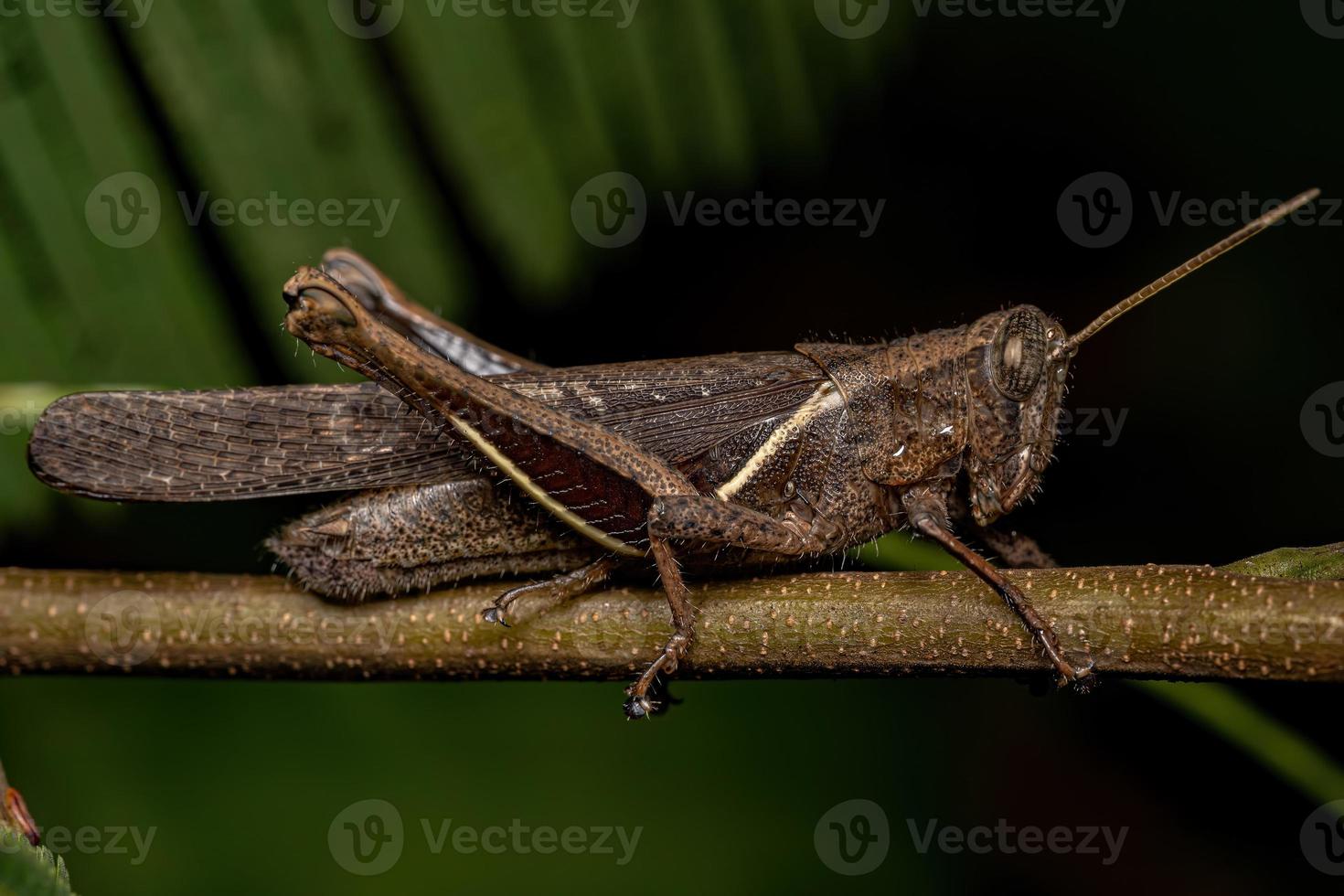 saltamontes adulto de cuernos cortos foto