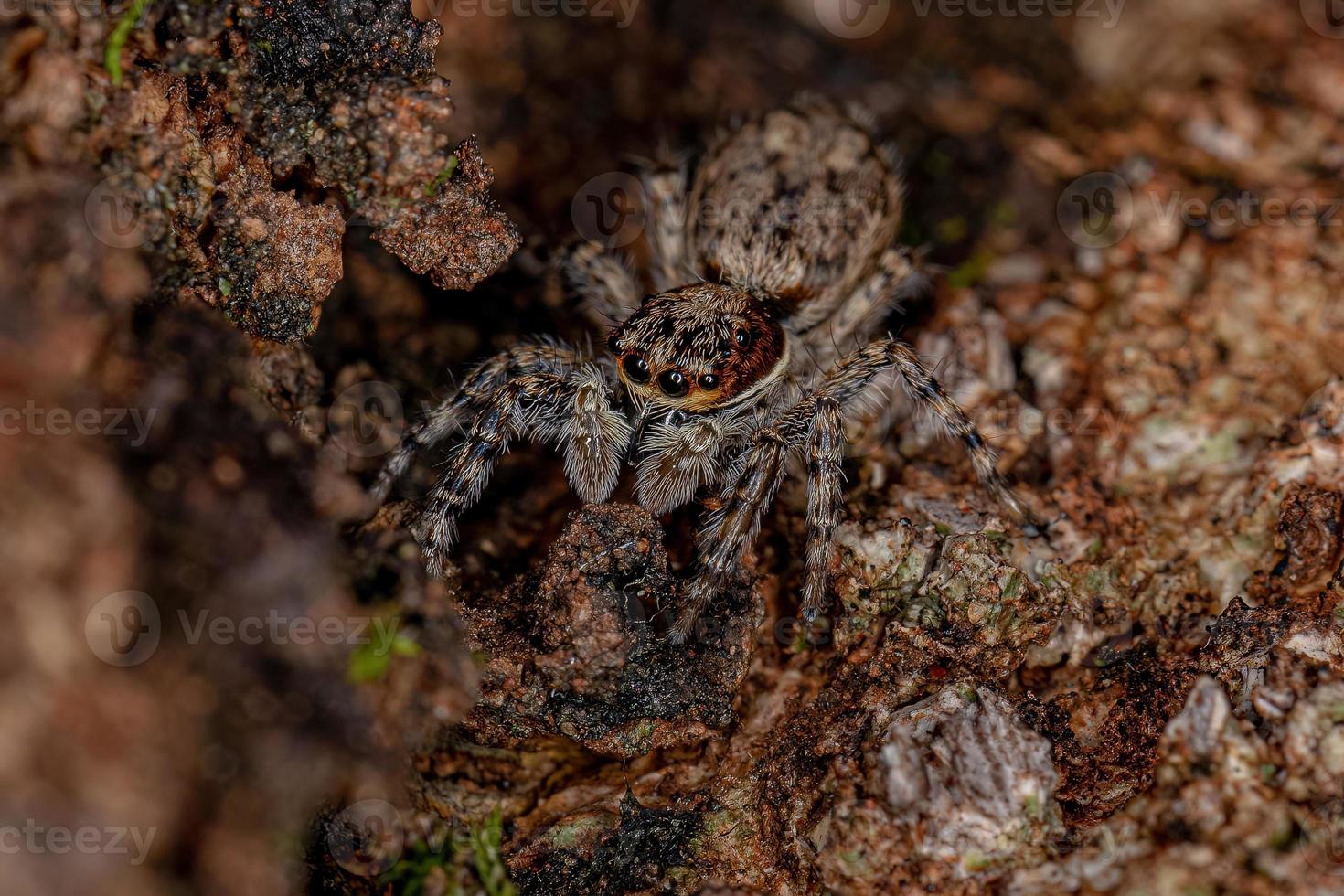 Small Male Gray Wall Jumping Spider photo