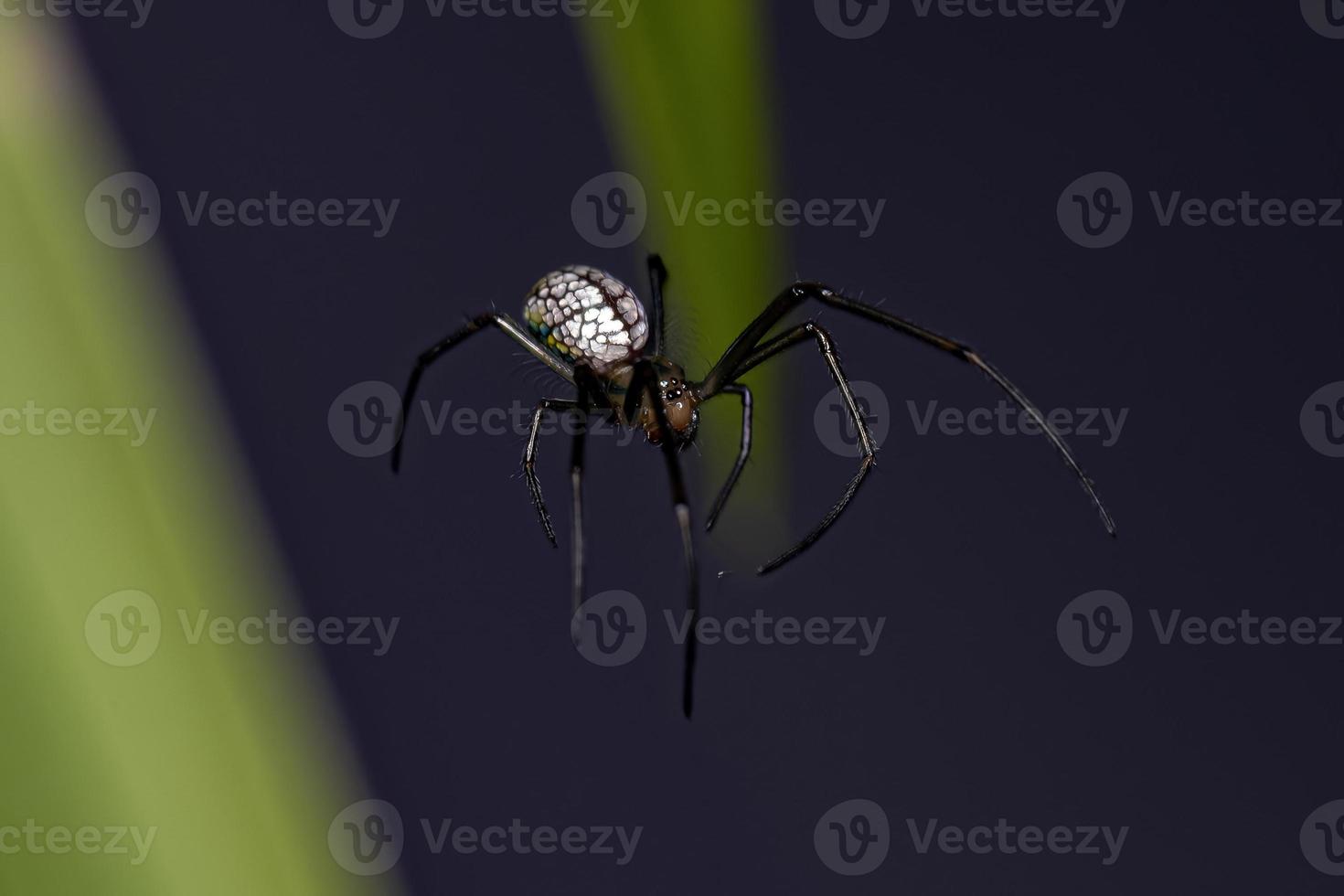 Small Orchard Spider photo