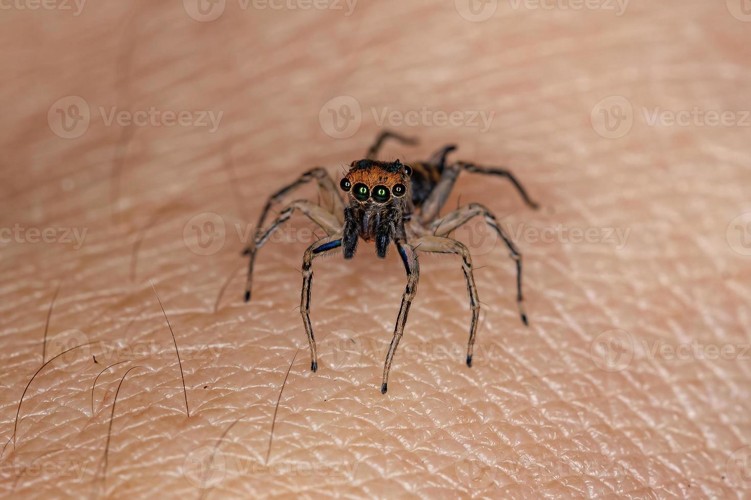 pequeña araña saltadora macho foto