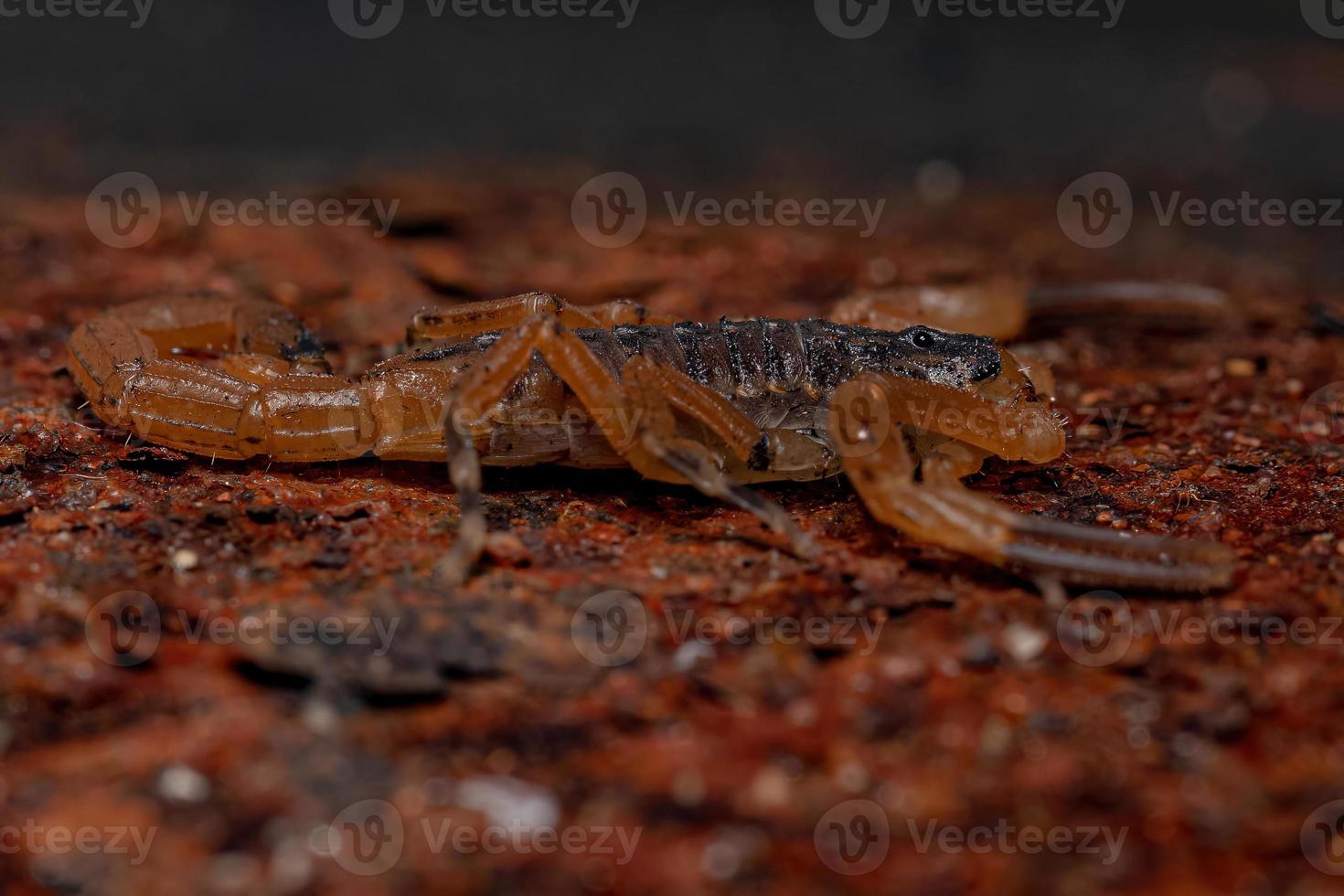 Adult Female Brazilian Yellow Scorpion photo