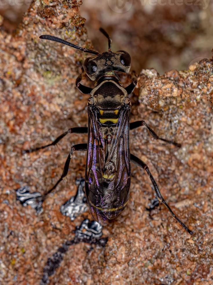 Adult Paper Wasp photo