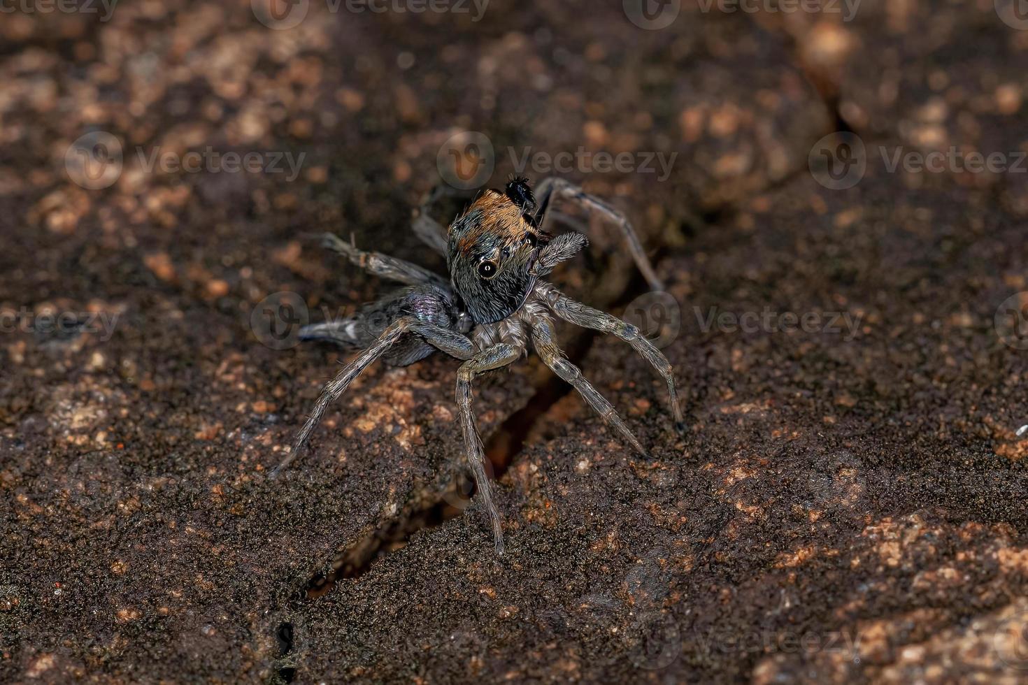 pequeña araña saltadora macho foto